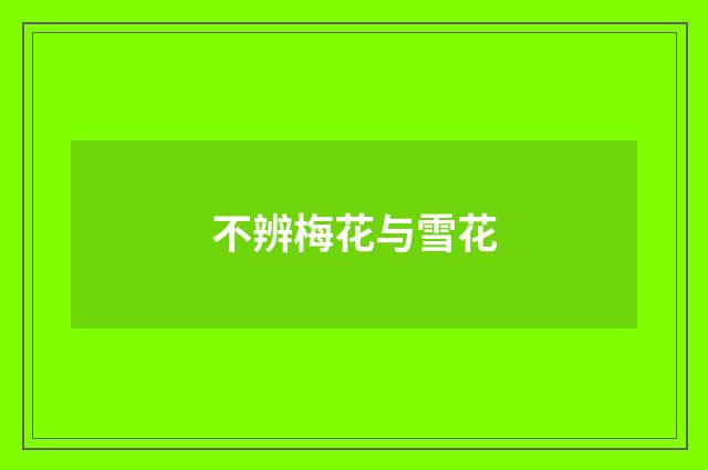 不辨梅花与雪花