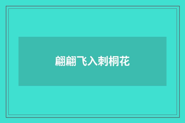 翩翩飞入刺桐花