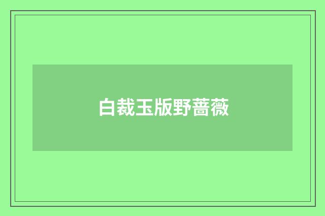 白裁玉版野蔷薇