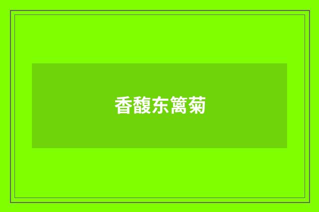 香馥东篱菊