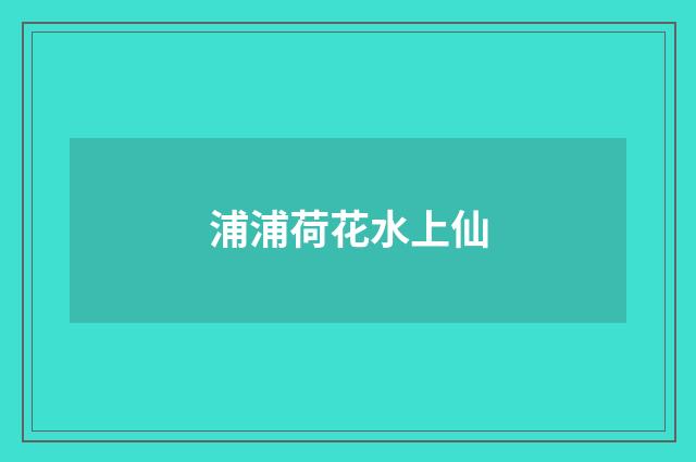 浦浦荷花水上仙