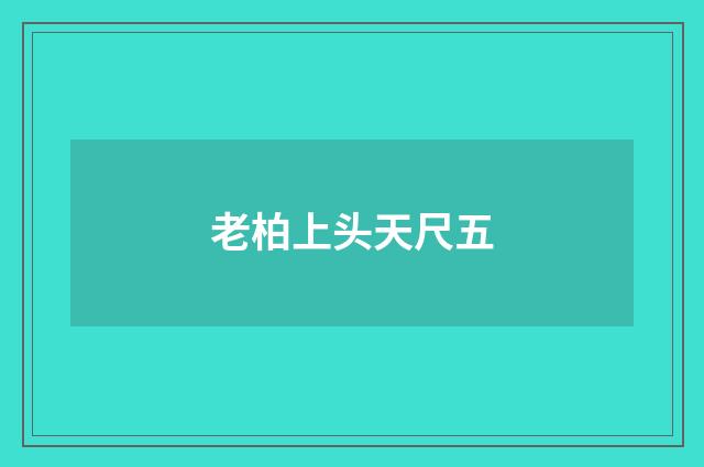老柏上头天尺五