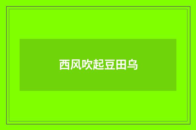 西风吹起豆田乌