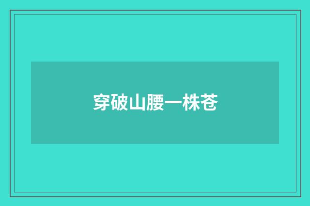 穿破山腰一株苍