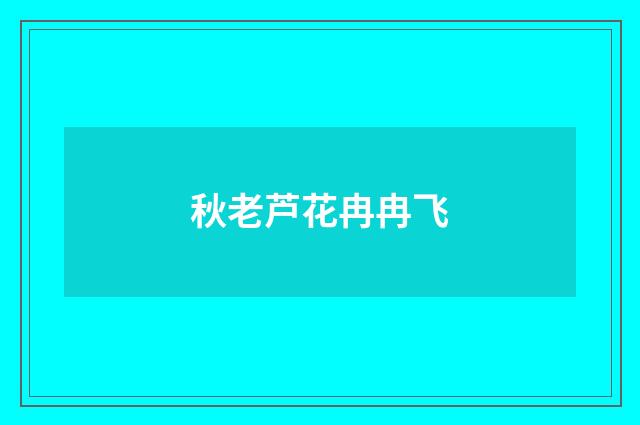 秋老芦花冉冉飞