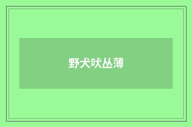 野犬吠丛薄