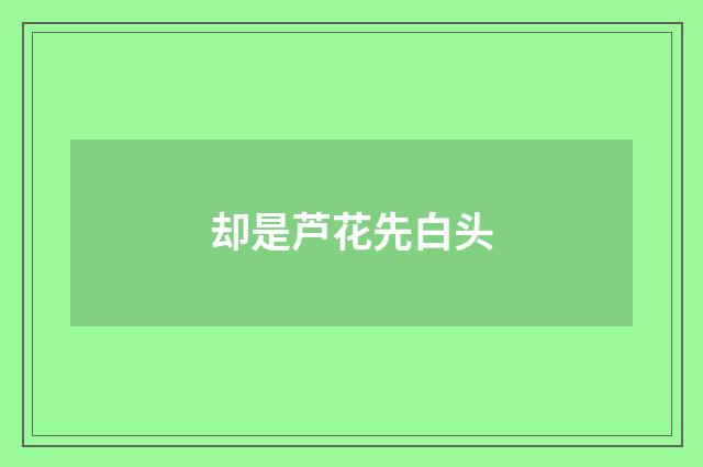 却是芦花先白头
