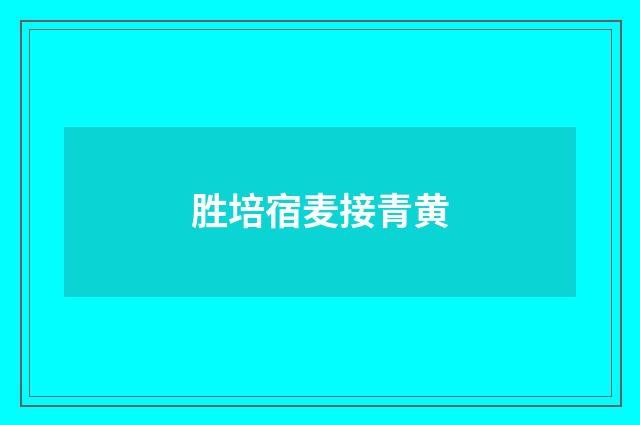 胜培宿麦接青黄