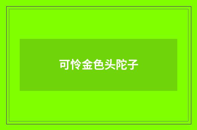 可怜金色头陀子