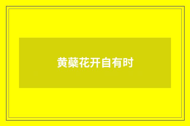 黄蘗花开自有时