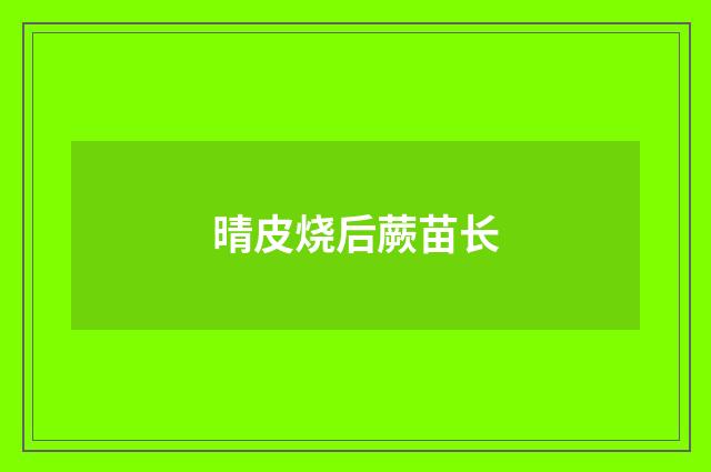 晴皮烧后蕨苗长
