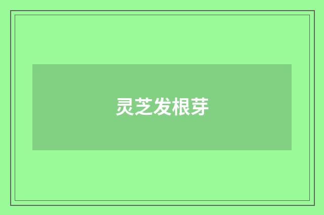 灵芝发根芽