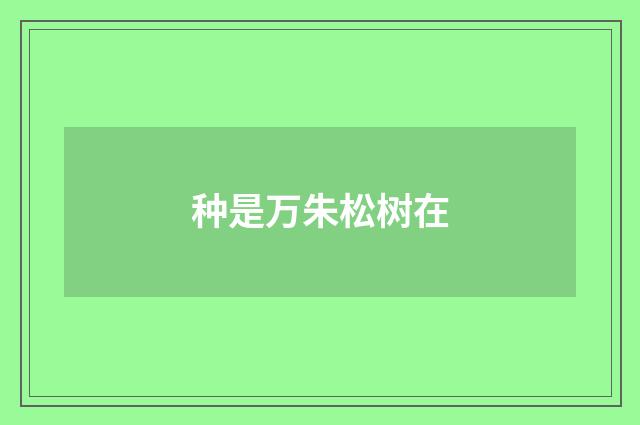 种是万朱松树在
