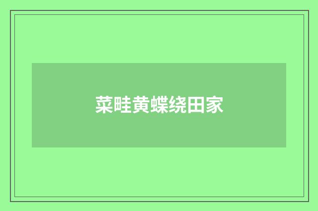 菜畦黄蝶绕田家