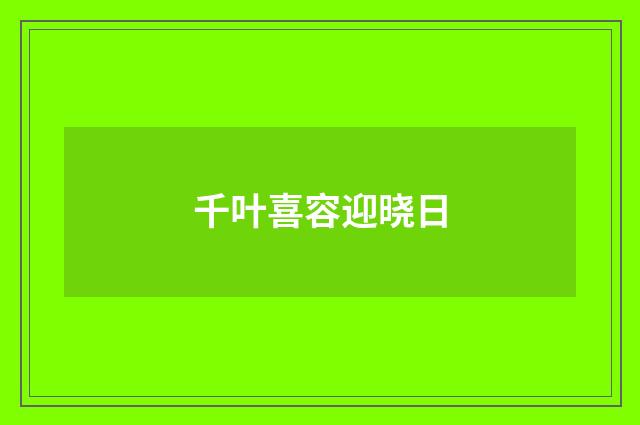 千叶喜容迎晓日