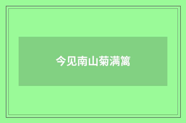今见南山菊满篱