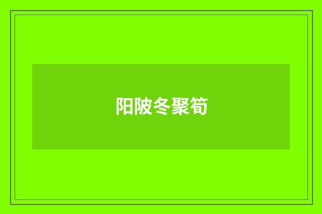 阳陂冬聚筍