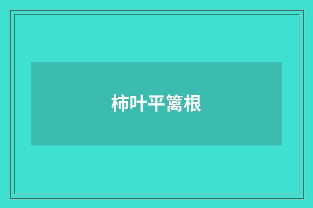 柿叶平篱根
