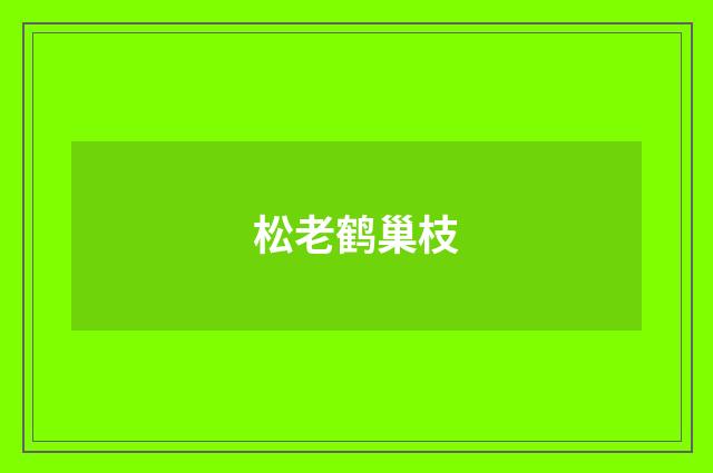松老鹤巢枝