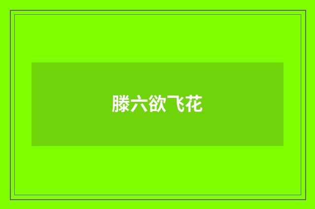 滕六欲飞花