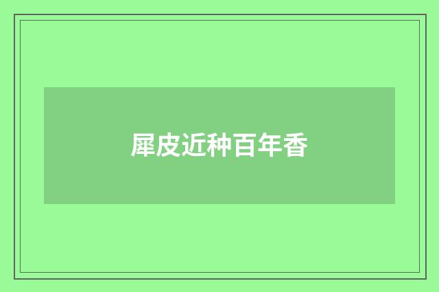 犀皮近种百年香