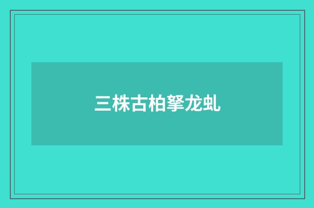 三株古柏拏龙虬