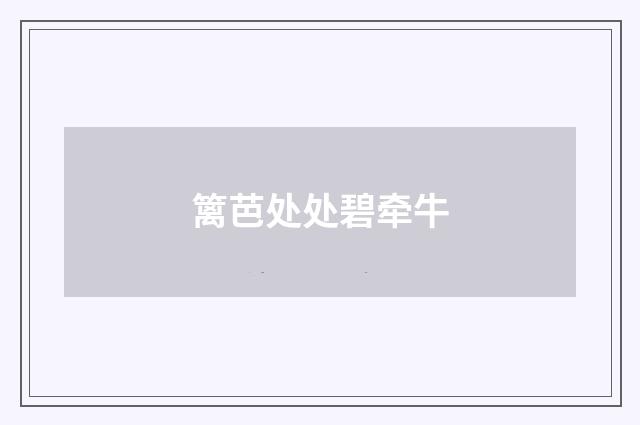 篱芭处处碧牵牛