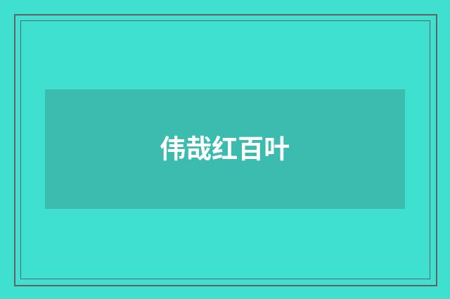 伟哉红百叶