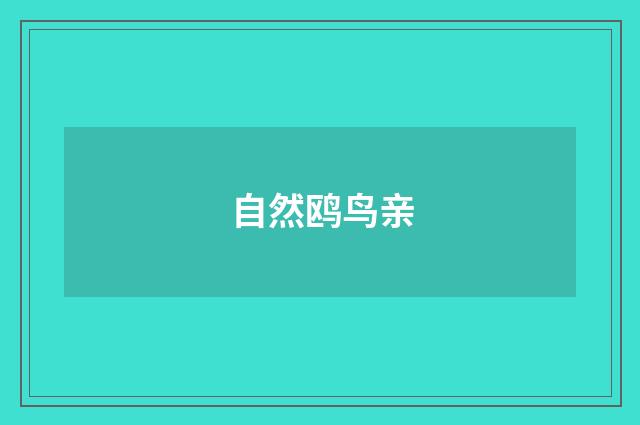 自然鸥鸟亲