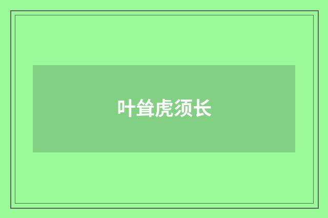 叶耸虎须长