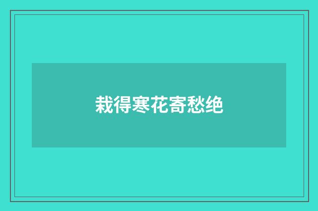 栽得寒花寄愁绝
