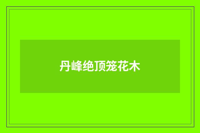丹峰绝顶笼花木