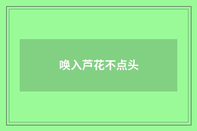 唤入芦花不点头