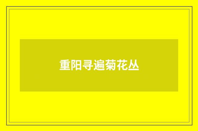 重阳寻遍菊花丛