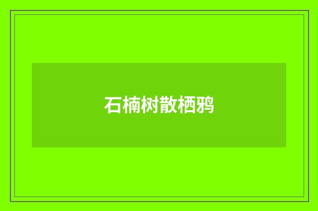石楠树散栖鸦