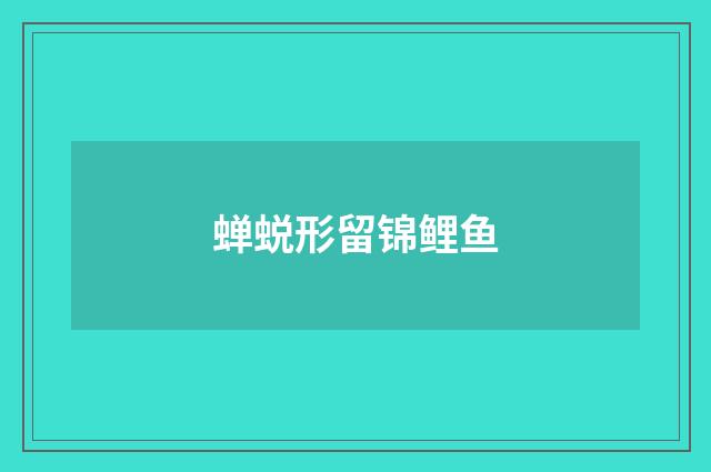 蝉蜕形留锦鲤鱼