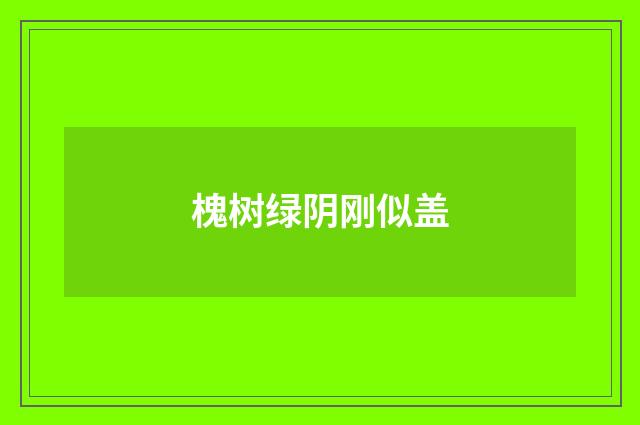 槐树绿阴刚似盖