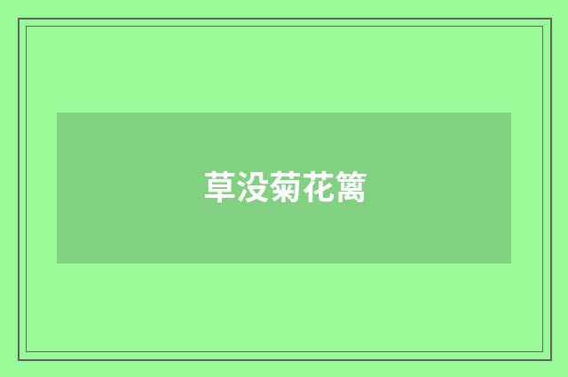 草没菊花篱