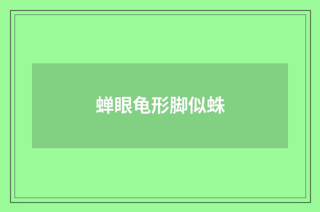 蝉眼龟形脚似蛛