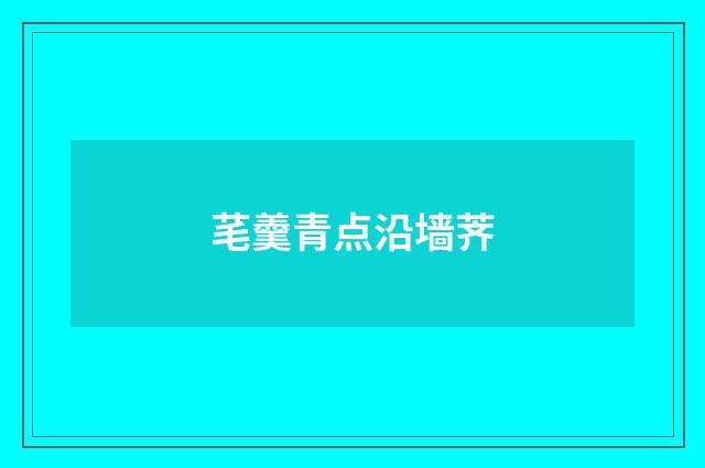 芼羹青点沿墙荠