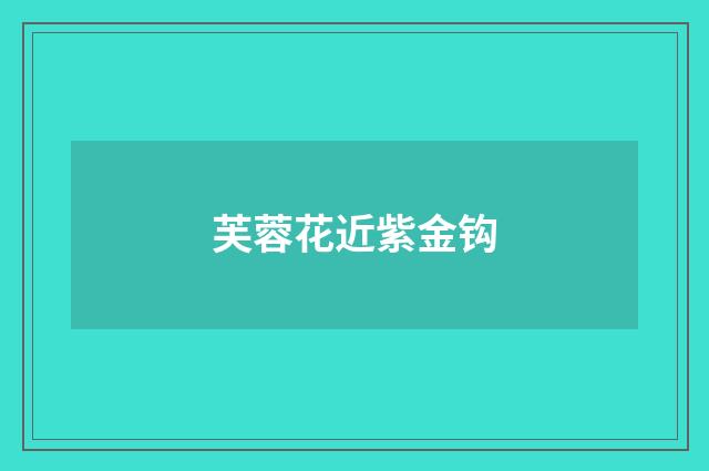 芙蓉花近紫金钩