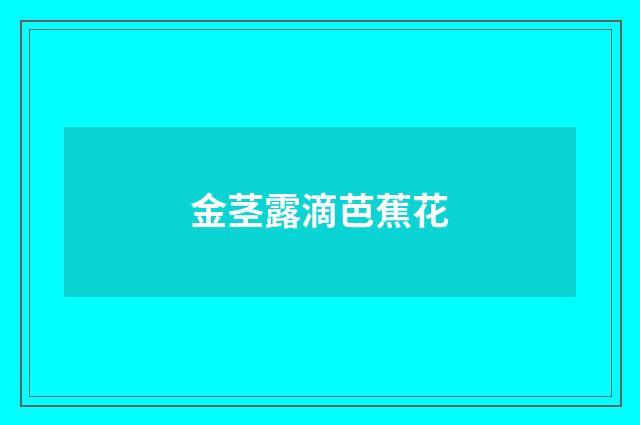 金茎露滴芭蕉花