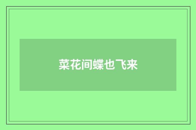 菜花间蝶也飞来