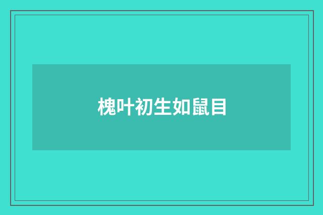 槐叶初生如鼠目