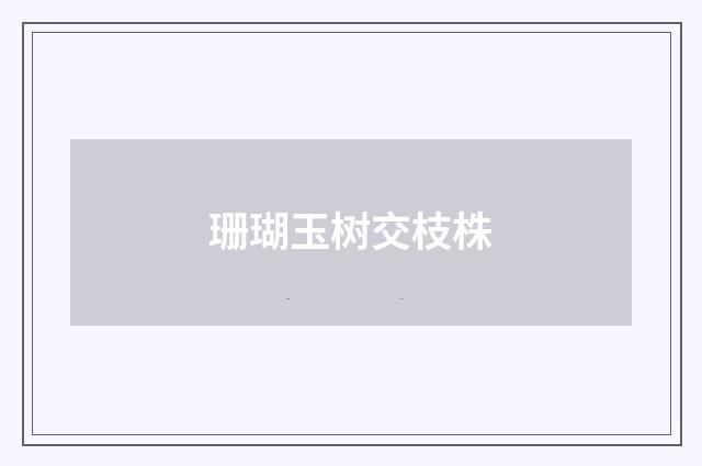 珊瑚玉树交枝株