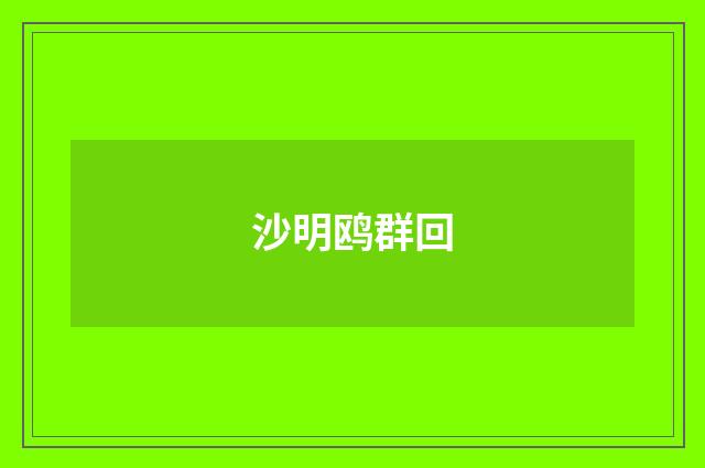 沙明鸥群回