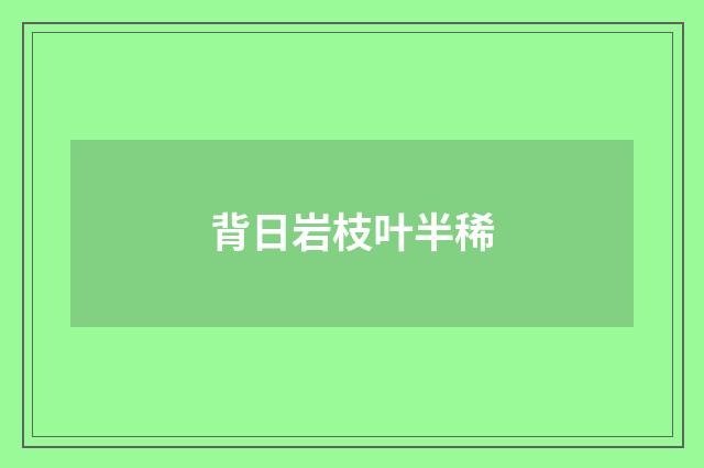 背日岩枝叶半稀
