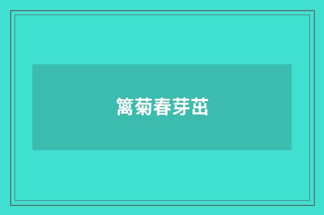 篱菊春芽茁