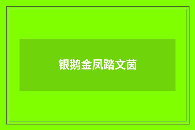 银鹅金凤踏文茵