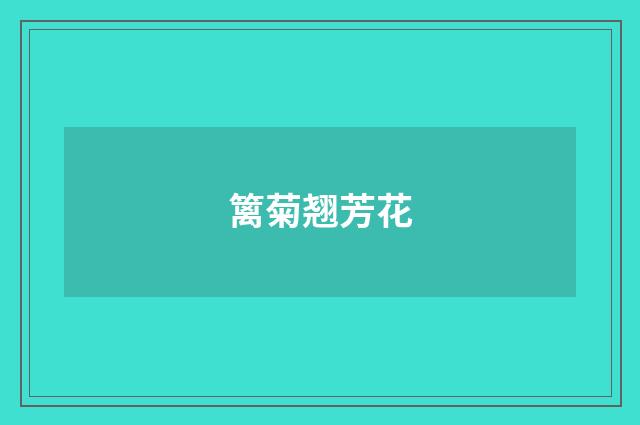 篱菊翘芳花